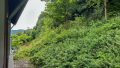Grüne Ansicht vom Balkon 