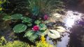 Gartenteich