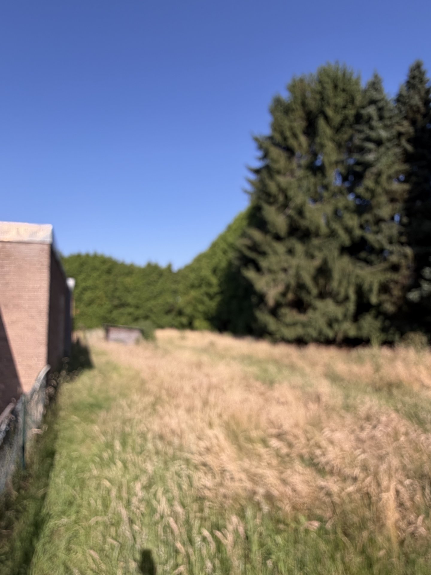 Wiese hinter dem Haus