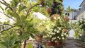 Gemeinschaftsgarten