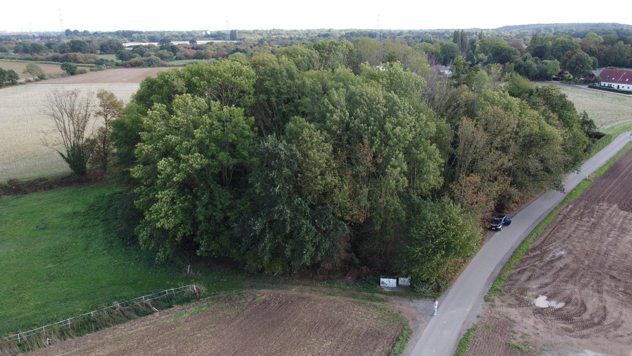 Blick auf's Wäldchen